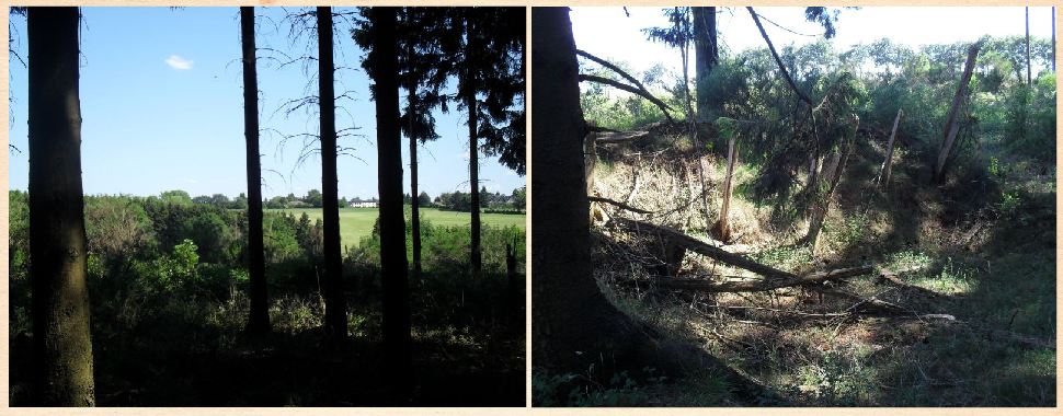 Germeter Treeline and CP