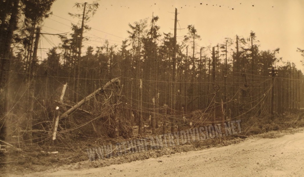 Battle damaged trees on 6 December 1944.